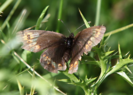 Erebia medusa? No, E. albergana